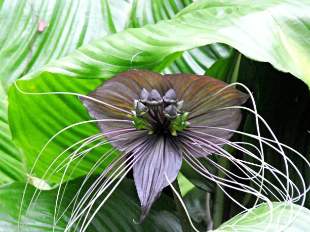 Hoa dơi đen (Bat Flower)-Gợi ý một số loài hoa độc lạ khác tương tự