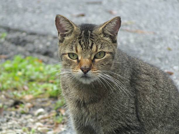 istock Feral Cat (Felis catus) - looking into the camera 1187727133