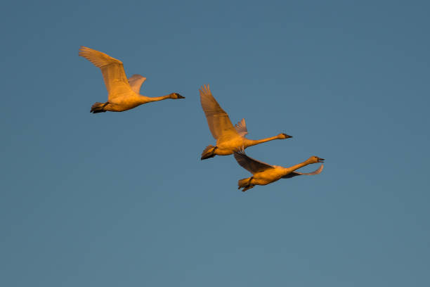istock Tundra swan migration. 1187727880
