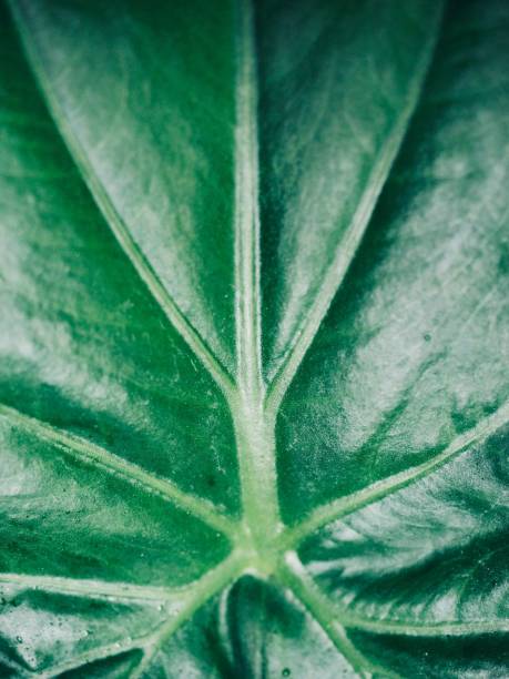 istock Fresh green leaf of Korea 1187729799