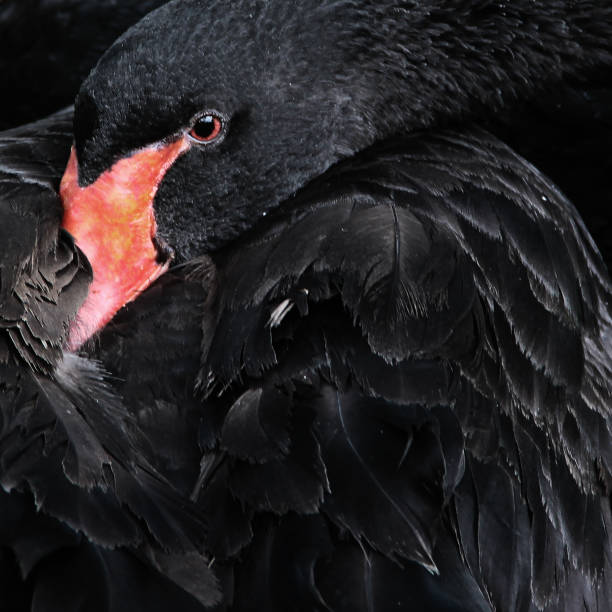 istock The Black Swan trying to sleep 1187731647