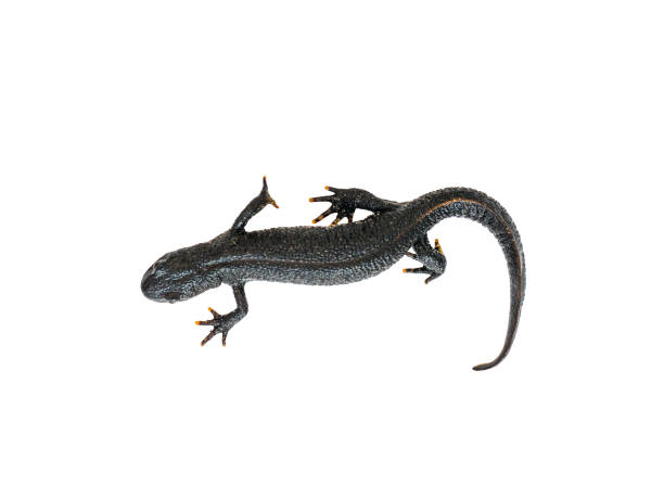istock Crawling black lizard Triton isolated on white background. 1187731756