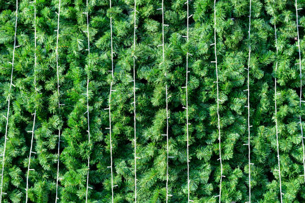 istock Green pine leaves decorated with flashing lights for Christmas background 1187733574