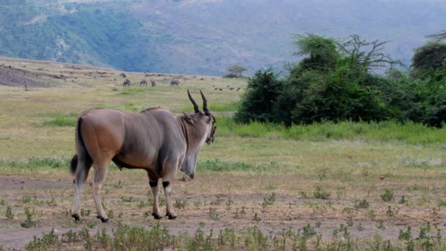 Cape Eland antelope (taurotragus oryx) and oxpeckers (buphagus africanus), Africa