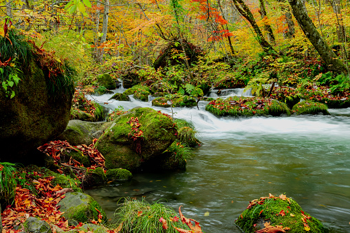 Bright and colorful autumn along Oirase stream, Aomori, Japan.