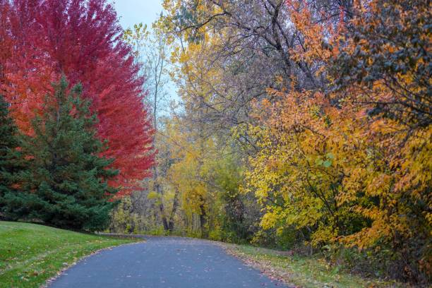 istock Vibrant colorful trees along a park trail 1187736412