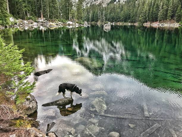 istock Dog at Lake 1187739835