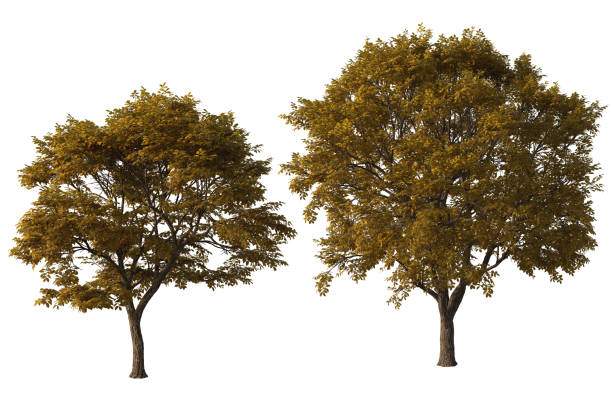 istock Pair of Autumn Elm Trees isolated on white, 3d render. 1187744610