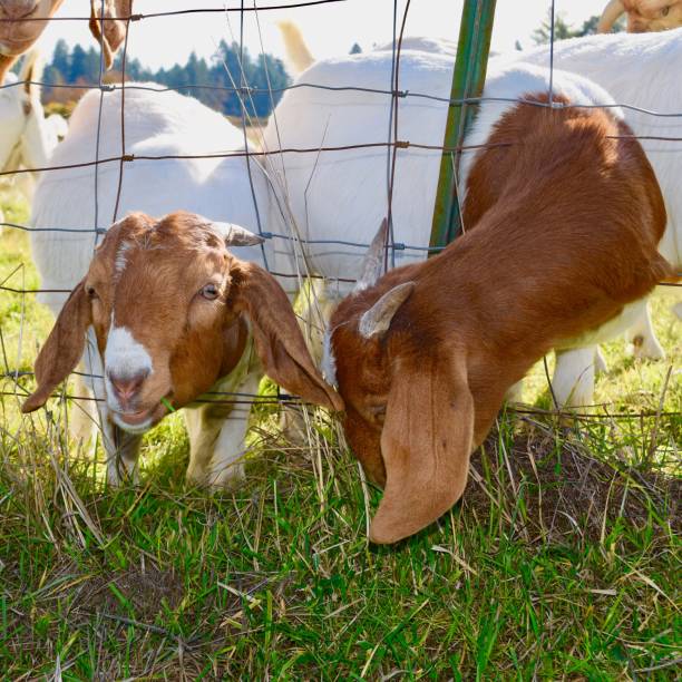 istock Goats feeding through the fence 1187746528