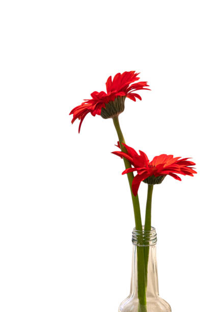 istock Red gerbera daisy flower in a glass bottle , Isolated on white background 1187746570