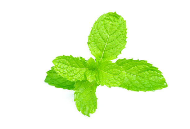 istock Mint leaves with water drop isolated on white background. 1187748634