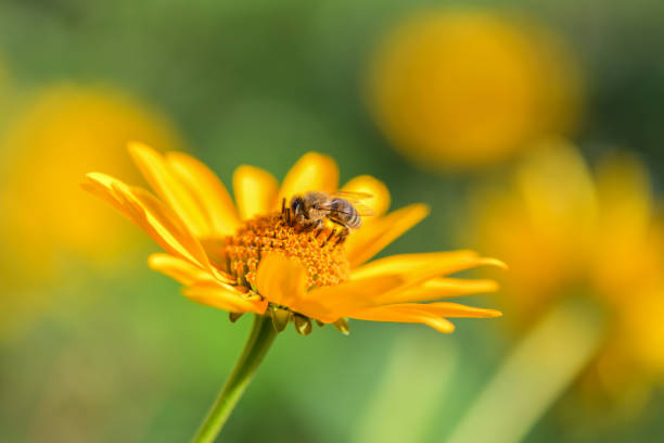 istock Bee. One bee close up collects nectar on a yellow flower on a Sunny day. Macro 1187749582