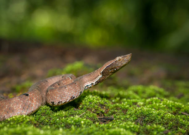 istock Hump Nose Pit viper seen at Dandeli,Karnataka,India 1187749729