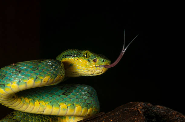 istock Bamboo Pit Viper seen at Matheran in night,Maharashtra,India 1187750309