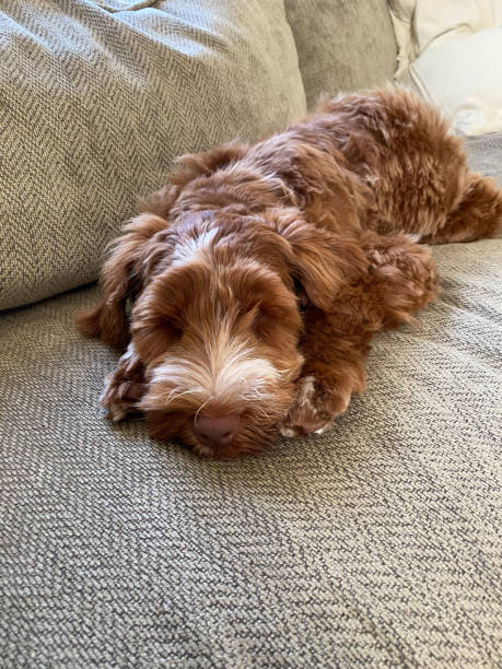 istock Sleeping Golden Labradoodle puppy on couch 1187750469