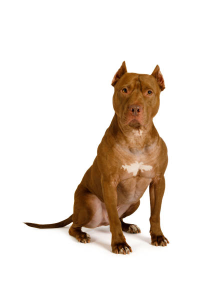 Thoroughbred American Pit Bull Terrier dog sitting over white Thoroughbred American Pit Bull Terrier dog sits and looks away isolated on a white background pit bull power stock pictures, royalty-free photos & images