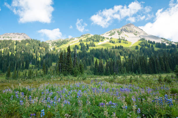 istock Idyllic landscape of Garibaldi lake 1187753931