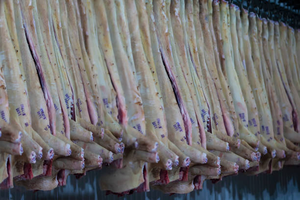 zakłady mięsne. wiele tusz wieprzowych wisi wzdłuż ściany - meat raw animal skin naked zdjęcia i obrazy z banku zdjęć