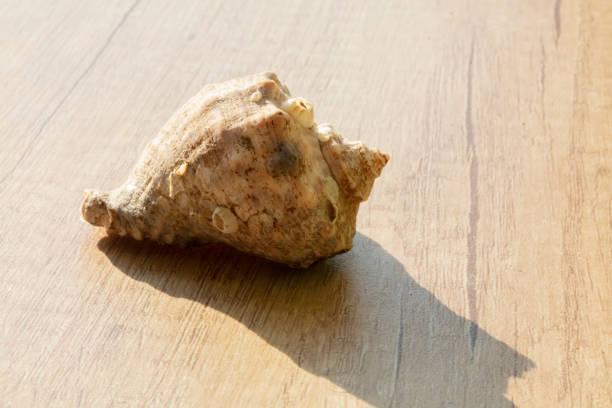 Seashell close up on a beige background with shadow