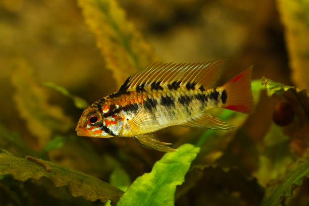 istock Dwarf cichlid aquarium fish Apistogramma macmasteri 1187757546