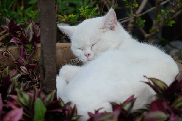 istock Close up one pure white cat sleeping in flowerpot. 1187760156
