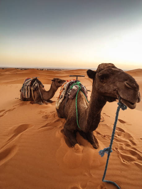 istock camel resting in the desert 1187760173