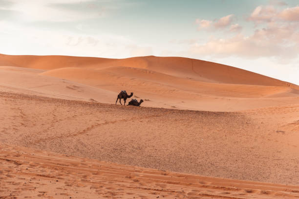 istock camel resting in the desert 1187760198