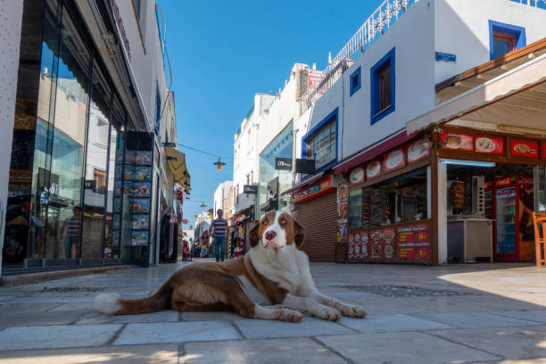 bodrum, pies leży na ulicy barowej jesienią - beautiful architecture asia rock zdjęcia i obrazy z banku zdjęć