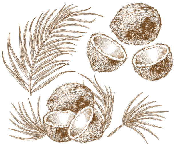 ilustrações de stock, clip art, desenhos animados e ícones de engraving illustration of coconut and palm leaves - fruit freshness tree foods and drinks