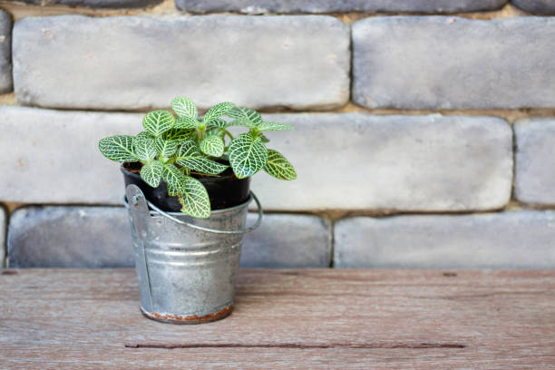 istock Mini green leaves plant pot 1187767599