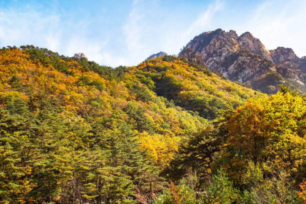 travel to South Korea - overgrown mountain slope in Seoraksan National Park in South Korea in autumn