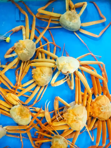 travel to South Korea - live orange crabs in blue water tank in Taepo Fish Market in Sokcho city
