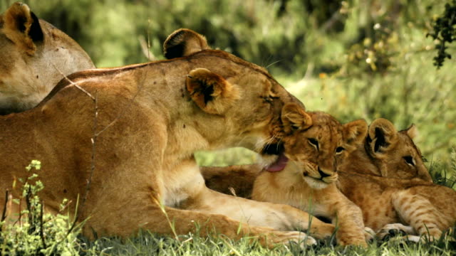 Lioness grooming her cubs
