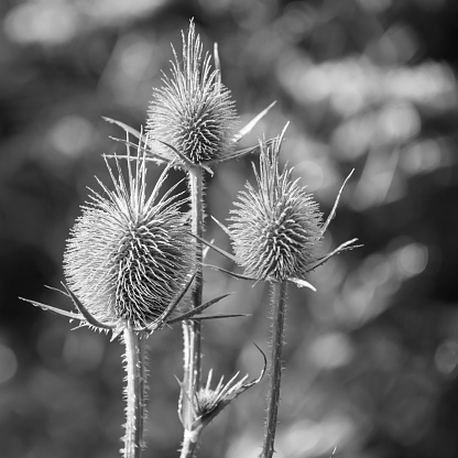 Seedheads of fullers teasel, black and white photo with selective focus. Dry flowers of Dipsacus fullonum, Dipsacus sylvestris, is a species of flowering plant known by the common name wild teasel