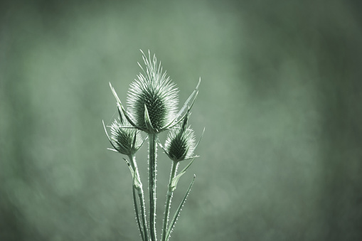 Seedheads of fullers teasel over blurred green background. Dry flowers of Dipsacus fullonum, Dipsacus sylvestris, is a species of flowering plant known by the common name wild teasel