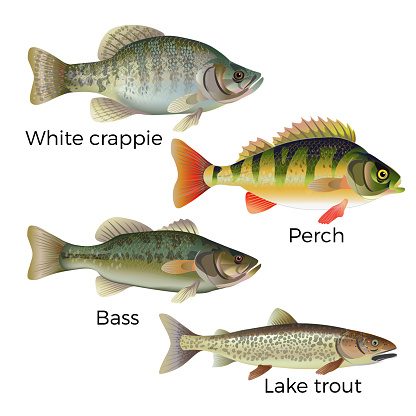 Freshwater fish set - white crappie, perch, bass and lake trout. Vector illustration isolated on white background