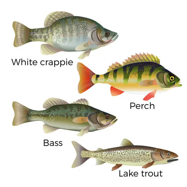 Vector illustration of Freshwater fish set