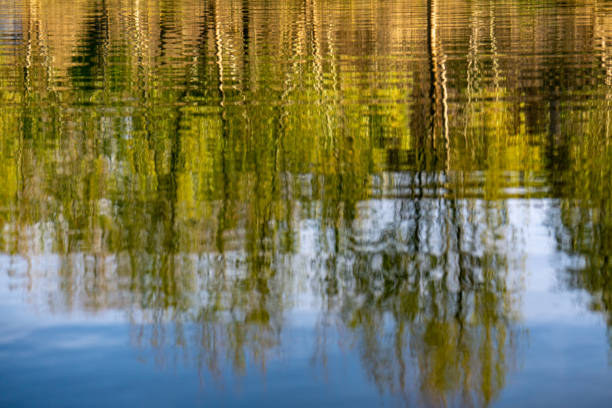 istock Bright yellow aspen trees reflect in a lake during peak fall colors. 1187770957