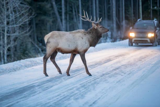 male łoś crossing road - alberta canada animal autumn zdjęcia i obrazy z banku zdjęć