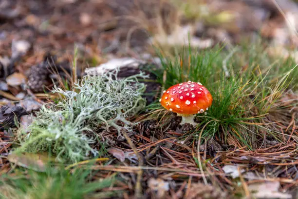 Amanita muscaria in a wet forest