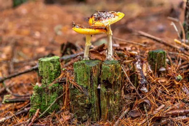 Amanita muscaria in a wet forest