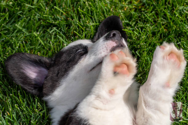 istock CARDIGAN WELSH CORGI PUPPY 1187772616