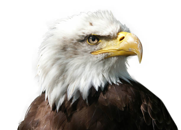 große majestätische vogeladler auf weißem hintergrund - feather white macro bird stock-fotos und bilder