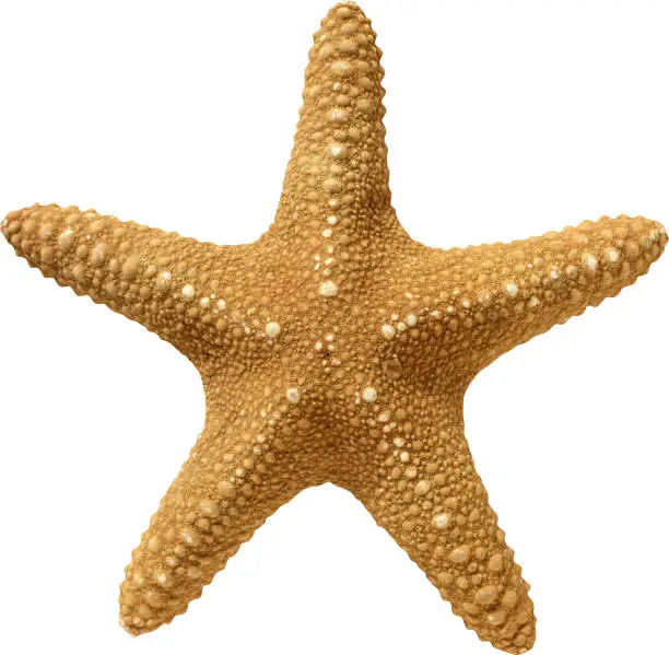 Photo of The texture of the starfish beige on a white background