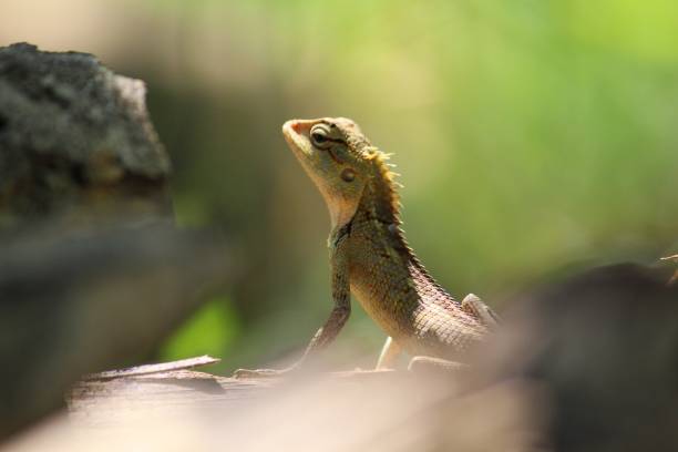 istock Beautiful garden lizard face in nice blurred background animal wallpaper 1187776344