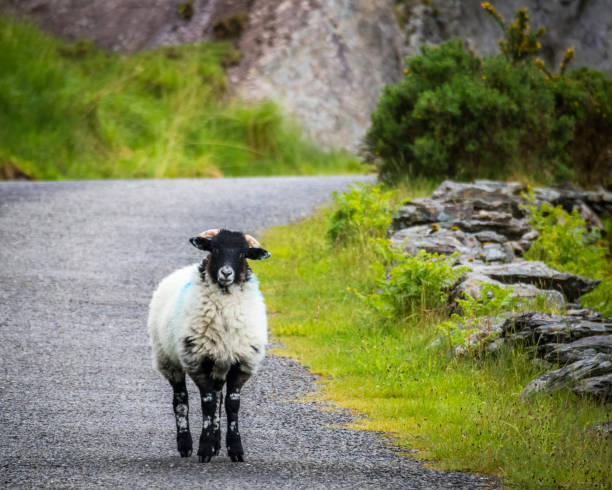 istock Sheep on the road in ireland 1187777896