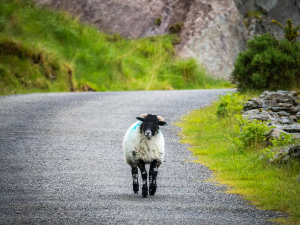istock Sheep on the road in ireland 1187777986