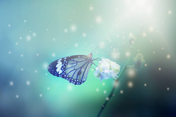istock Close up butterfly on flowers and soft blurred abstract nature background. 1187778228