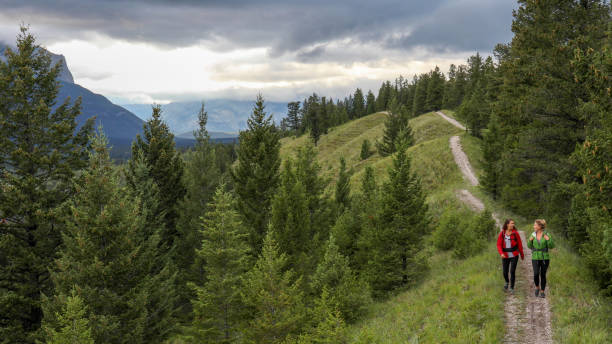 istock Young female hikers walk along forested footpath 1187779305