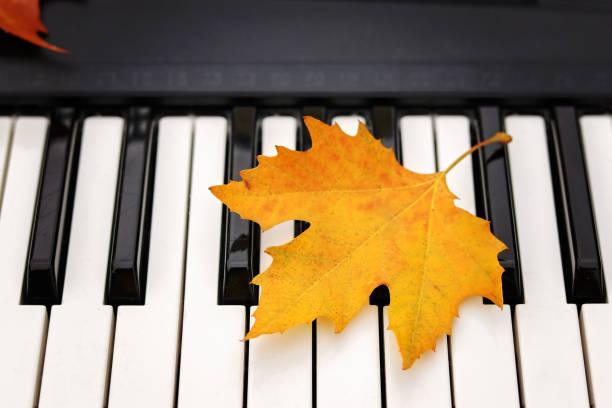 widok z góry żółtego jesiennego liścia klonu na czarno-białych klawiszach fortepianu. upadek muzyki. jesienny romantyczny nastrój. - maple leaf audio zdjęcia i obrazy z banku zdjęć